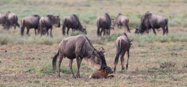 Yaban hayatı resim. Yeni doğan yavru ve anne antiloplar 