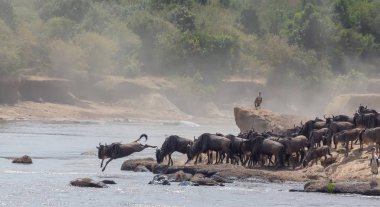 Yaban hayatı resim. Afrika. Büyük antiloplar göç. yaban hayatı resim. Afrika
