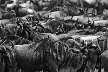 Yaban hayatı resim. Büyük antiloplar göç. 