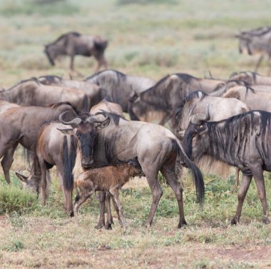 Yaban hayatı resim. Antiloplar göç. 