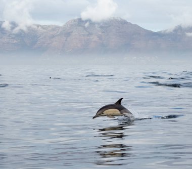  yunus sudan atlıyor. Doğa