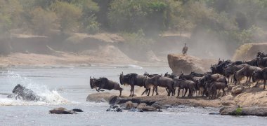 Yaban hayatı resim. Afrika. Büyük antiloplar göç. yaban hayatı resim. Afrika