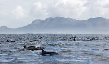 Yunuslar grubudur. Yunuslar bir sürü bu. 