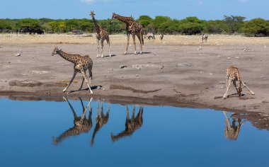zürafalar savana içinde. yaban hayatı resim. Afrika