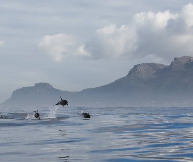 Yunuslar grubudur. Yunuslar bir sürü bu. 