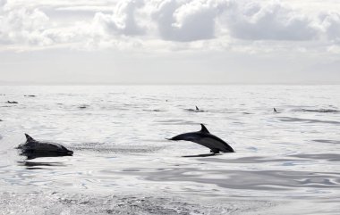 Yunuslar grubudur. Yunuslar bir sürü bu. 