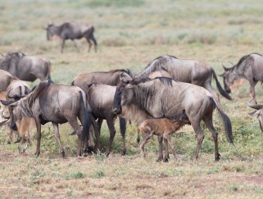 Yaban hayatı resim. Antiloplar göç. 