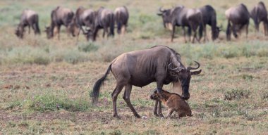 Yaban hayatı resim. Antiloplar göç. 