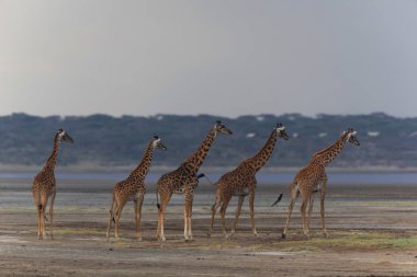 zürafalar savana içinde. yaban hayatı resim. Kısa mesafe ve mükemmel ışık ile yapılan fotoğraf.