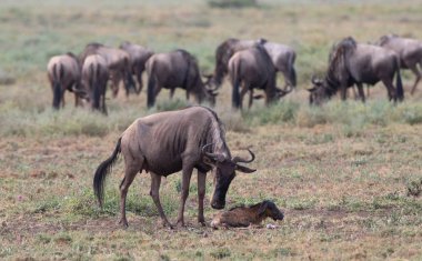 Yaban hayatı resim. Yeni doğan yavru ve anne antiloplar 