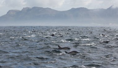 Yunuslar grubudur. Yunuslar bir sürü bu. 