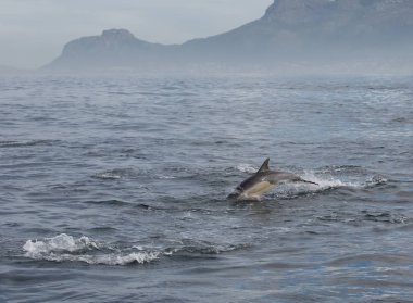  yunus sudan atlıyor. Doğa