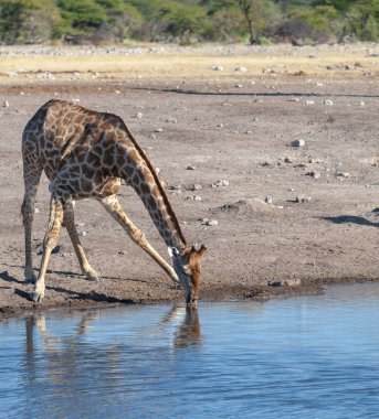 İçme suyu zürafası. yaban hayatı resim. 