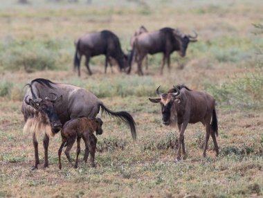 Yaban hayatı resim. Antiloplar göç. 