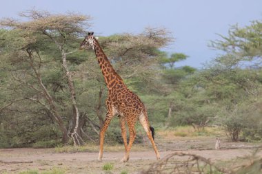 Zürafa savana içinde. yaban hayatı resim. Afrika