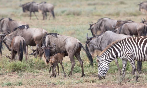 Imagen Vida Silvestre Wildebeests Migración —  Fotos de Stock