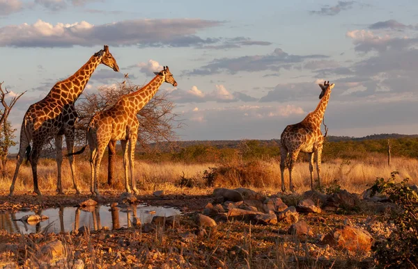 Giraffen Savanne Foto Van Dieren Het Wild Afrika — Stockfoto