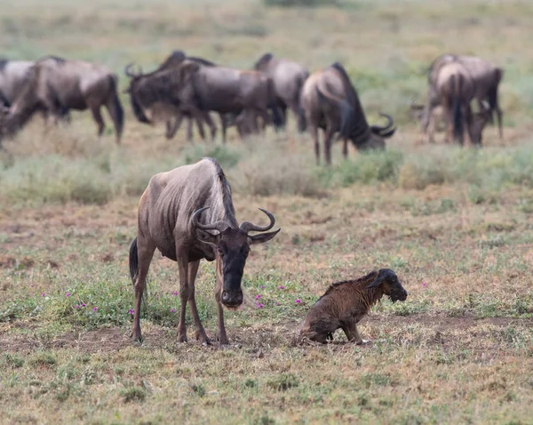 동물의 그림입니다 새로운 태어난된 새끼와 어머니 Wildebeests — 스톡 사진