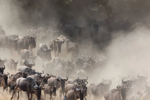 Imagem Vida Selvagem Grande Migração Gnus — Fotografia de Stock