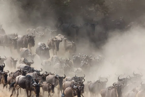 Picture of wildlife. Great Wildebeests Migration.