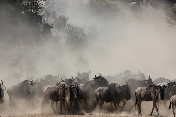 Bild Vilda Djur Bra Gnuer Migration — Stockfoto