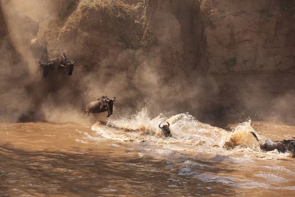 Grote Gnoes Migratie Foto Van Dieren Het Wild Afrika — Stockfoto