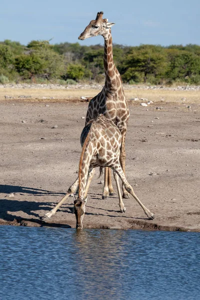 サバンナのキリン 野生動物の写真 アフリカ — ストック写真