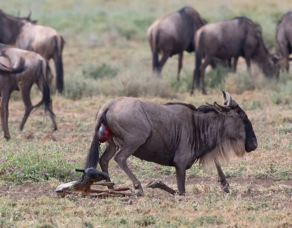 Bild Der Tierwelt Neugeborenes Junges Und Mutter Gnus — Stockfoto