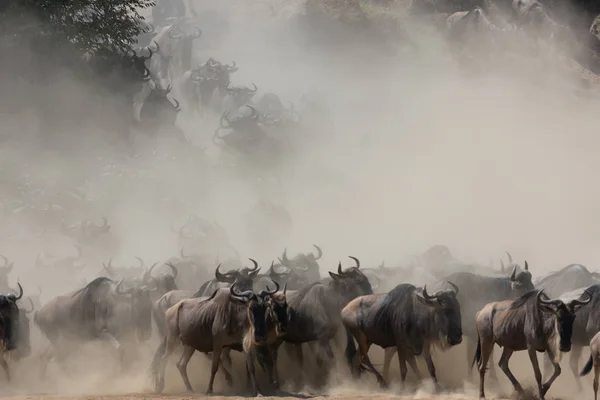 Bild Vilda Djur Bra Gnuer Migration — Stockfoto