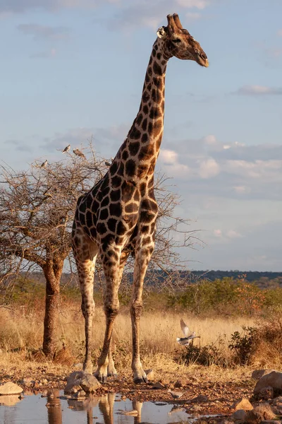 Die Giraffe Der Savanne Bild Der Tierwelt Afrika — Stockfoto