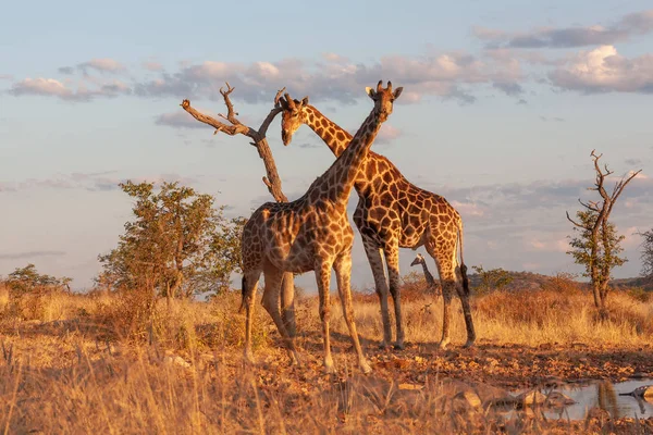 Jirafas Sabana Imagen Vida Silvestre África — Foto de Stock