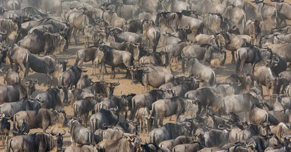 Grande Migração Gnus Imagem Vida Selvagem — Fotografia de Stock