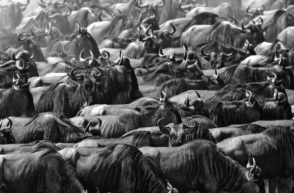 Yaban Hayatı Resim Büyük Antiloplar Göç — Stok fotoğraf