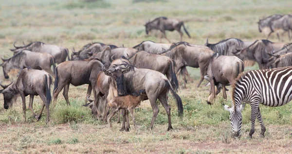 동물의 그림입니다 Wildebeests 마이그레이션 — 스톡 사진