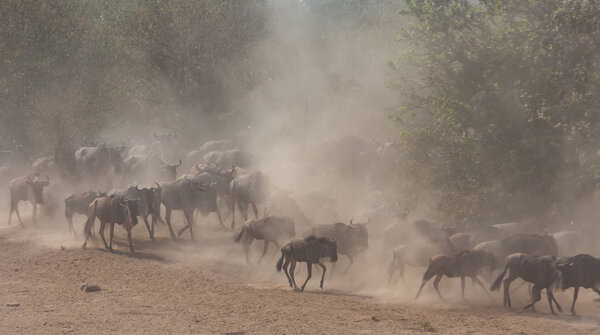 Picture of wildlife. Great Wildebeests Migration. 