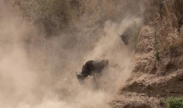 Great Wildebeests Migration Imagen Vida Silvestre África —  Fotos de Stock