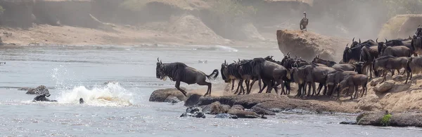 Yaban Hayatı Resim Afrika Büyük Antiloplar Göç Yaban Hayatı Resim — Stok fotoğraf