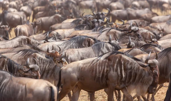 Imagem Vida Selvagem Grande Migração Gnus — Fotografia de Stock