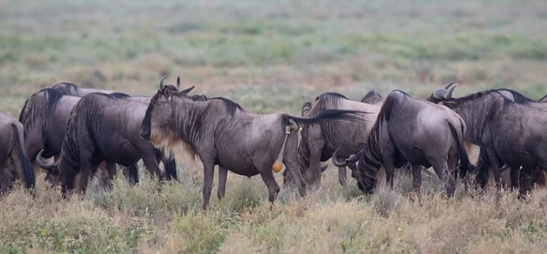 Égua Gnus Está Pronto Para Nascimento Bezerro — Fotografia de Stock