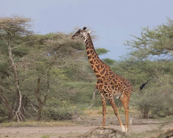 Girafe Dans Savane Image Faune Afrique — Photo