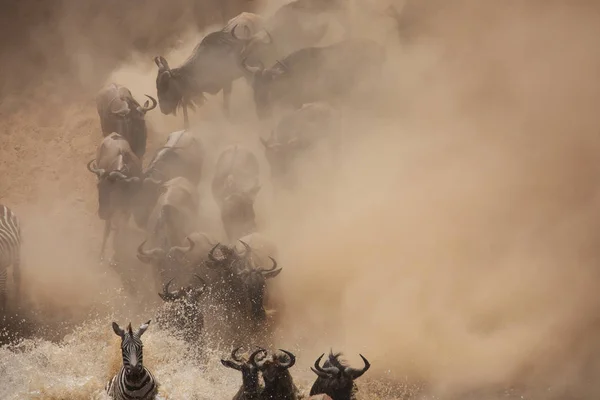 Grote Gnoes Migratie Foto Van Dieren Het Wild — Stockfoto