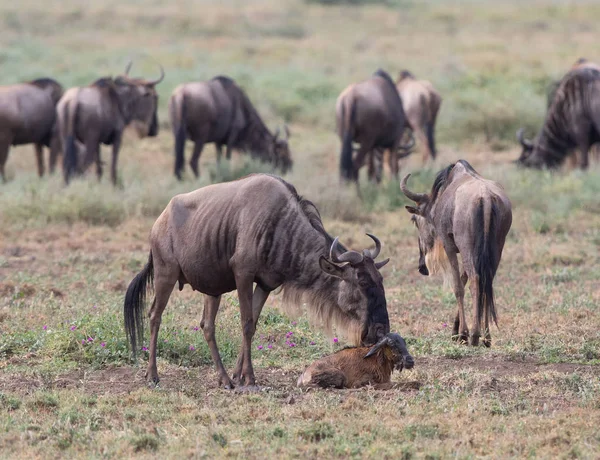 Imagine Faunei Sălbatice Puiul Nou Născut Mama Wildebeests — Fotografie, imagine de stoc