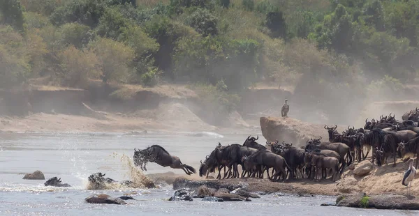 Foto Della Fauna Selvatica Africa Grandi Wildebeests Migrazione Immagine Della — Foto Stock