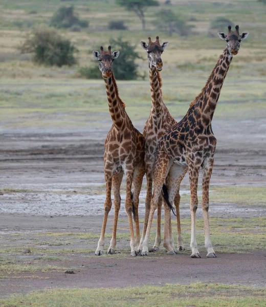 长颈鹿在大草原 野生动物的图片 用短距离和出色的光线制作的照片 — 图库照片