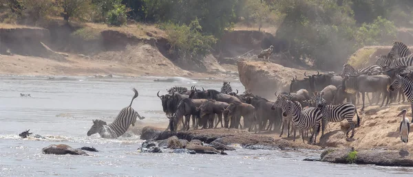 Imagem Vida Selvagem África Grande Migração Gnus Foto Vida Selvagem — Fotografia de Stock