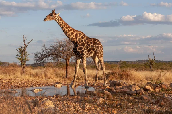 Die Giraffe Der Savanne Bild Der Tierwelt Afrika — Stockfoto