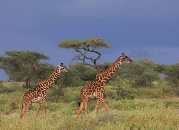 Zsiráfok Szavanna Vadon Élő Állatok Kép Afrika — Stock Fotó