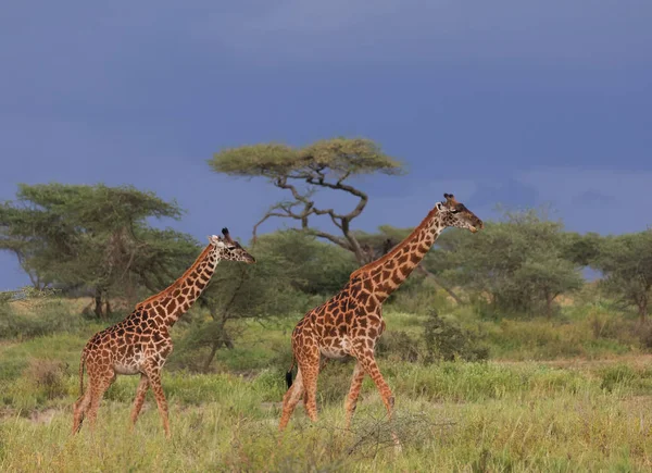 Giraffen Der Savanne Bild Der Tierwelt Afrika — Stockfoto