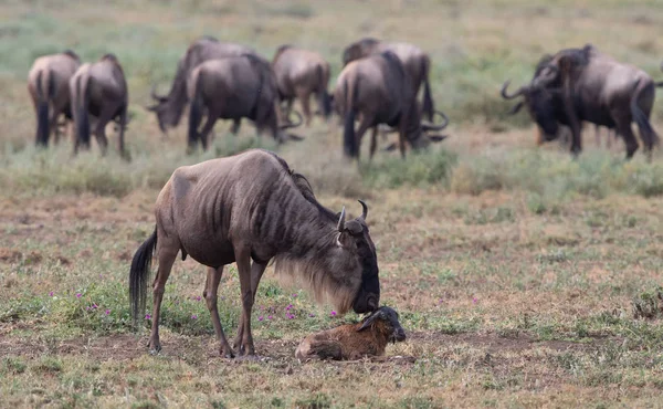 Imagine Faunei Sălbatice Puiul Nou Născut Mama Wildebeests — Fotografie, imagine de stoc