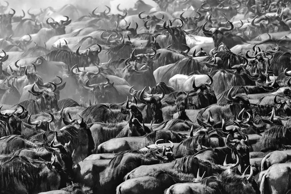 Picture of wildlife. Great Wildebeests Migration.